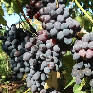 Виноград столовый ‘Атаман’